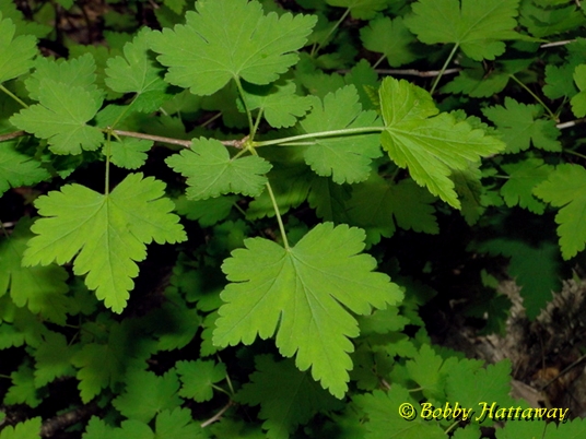 {Ribes cynosbati}